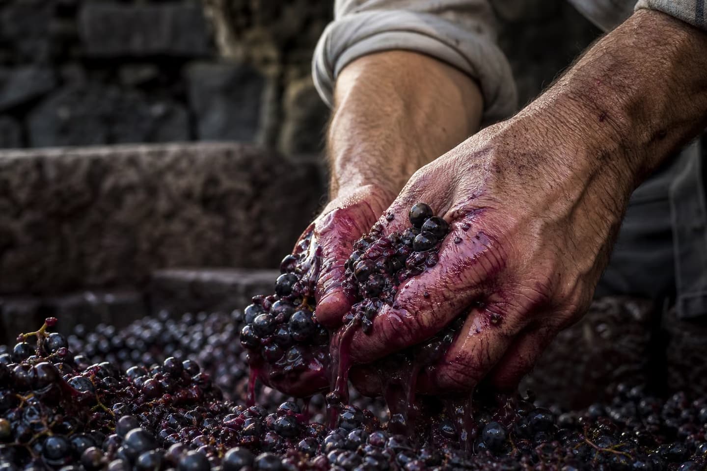 Hands stained by grapes during harvest
